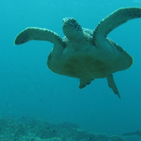 Gili Pirates Dive & Bnb Gili Trawangan Kültér fotó