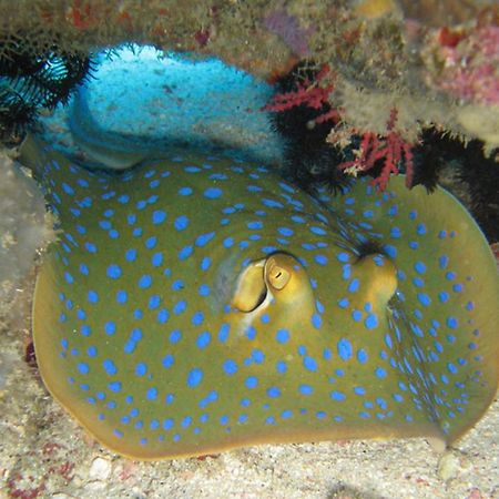 Gili Pirates Dive & Bnb Gili Trawangan Kültér fotó