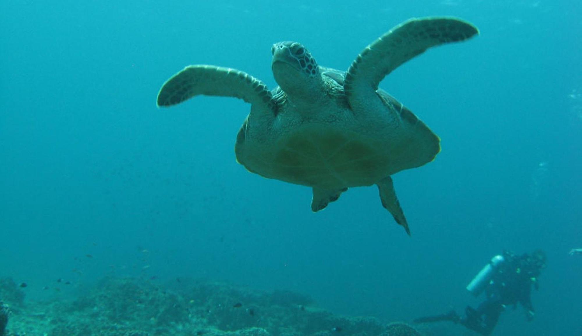 Gili Pirates Dive & Bnb Gili Trawangan Kültér fotó