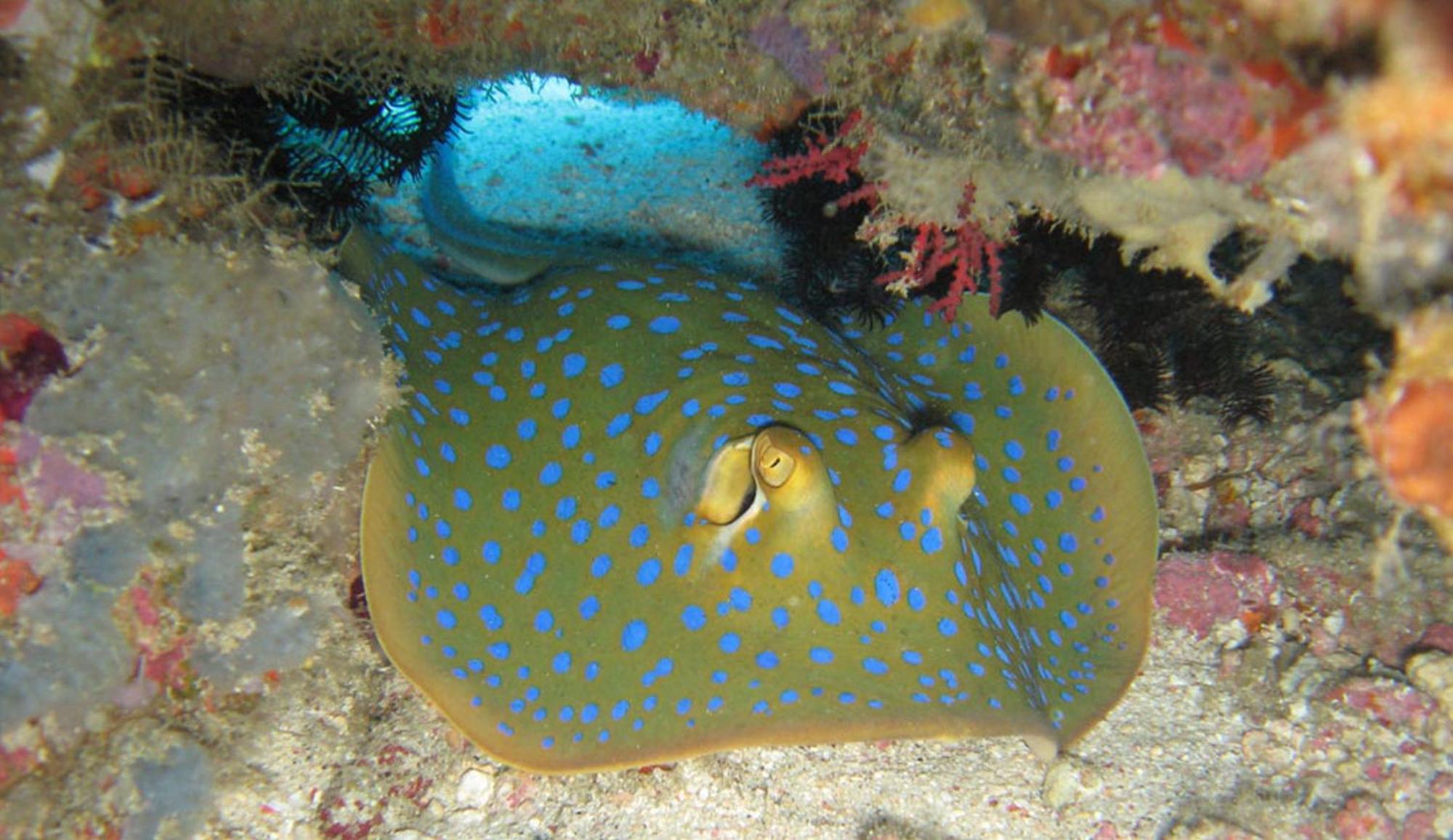 Gili Pirates Dive & Bnb Gili Trawangan Kültér fotó