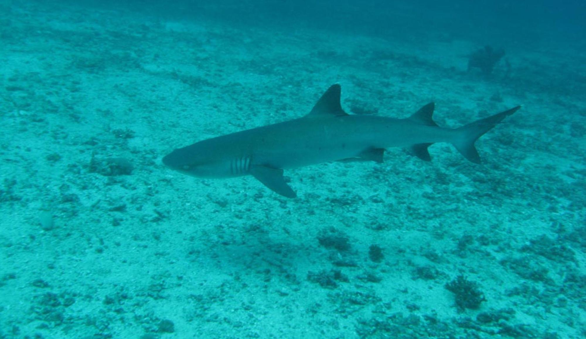 Gili Pirates Dive & Bnb Gili Trawangan Kültér fotó