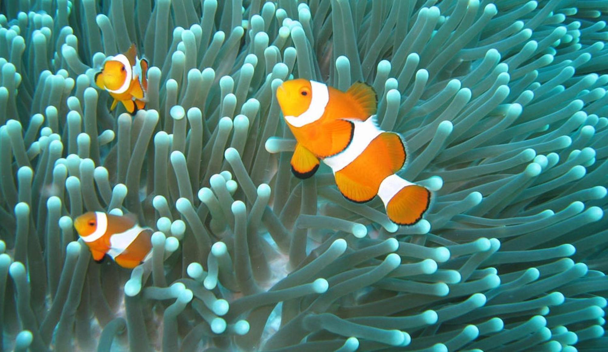 Gili Pirates Dive & Bnb Gili Trawangan Kültér fotó